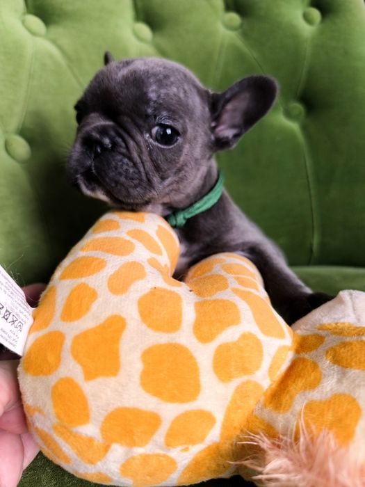 Buldog francuski szczeniak suczka niebieska blue