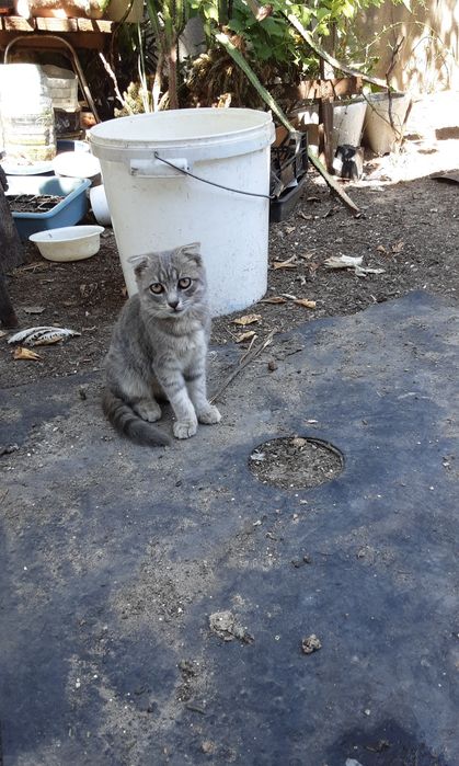 Шотландські кошенята