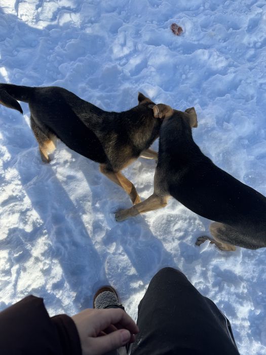 Песики у пошуках домівки!