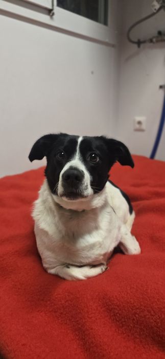 Do Adopcji samiec 2lata 10kg