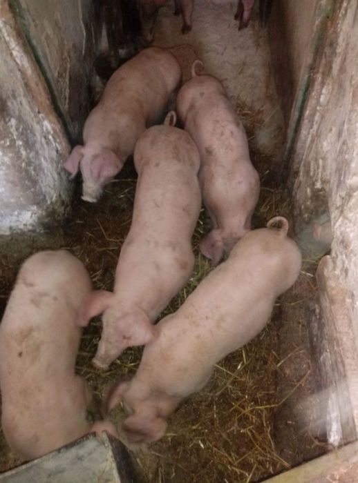 Prosieta warchlaki mięsne od rolnika