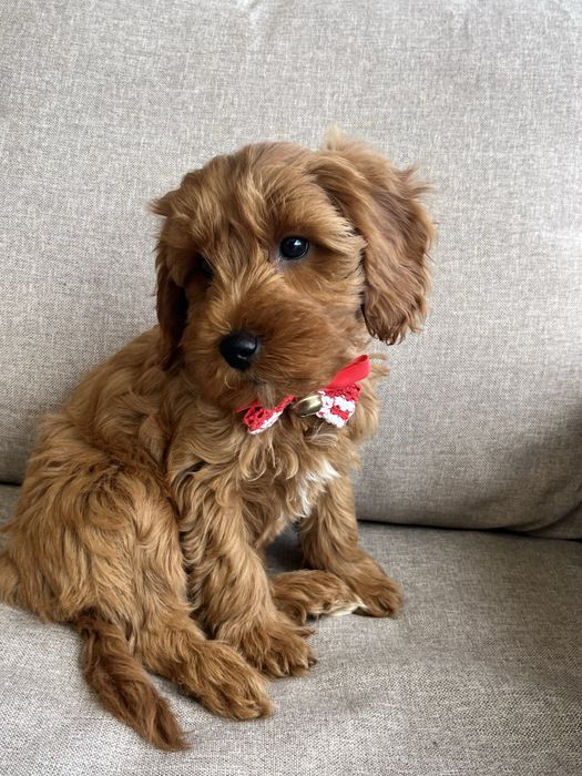 Piesek cavapoo gotowy do odbioru