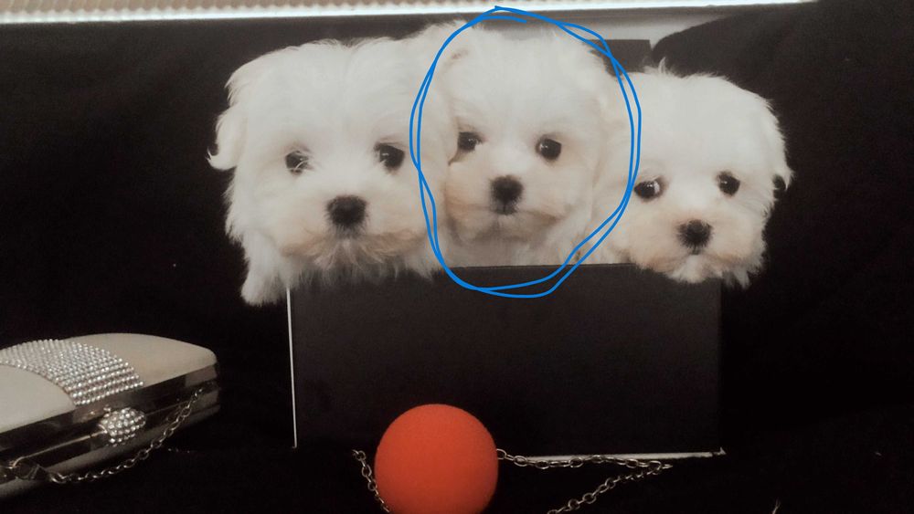 maltańczyk miniaturowy słodziak Warszawa maltańczyki