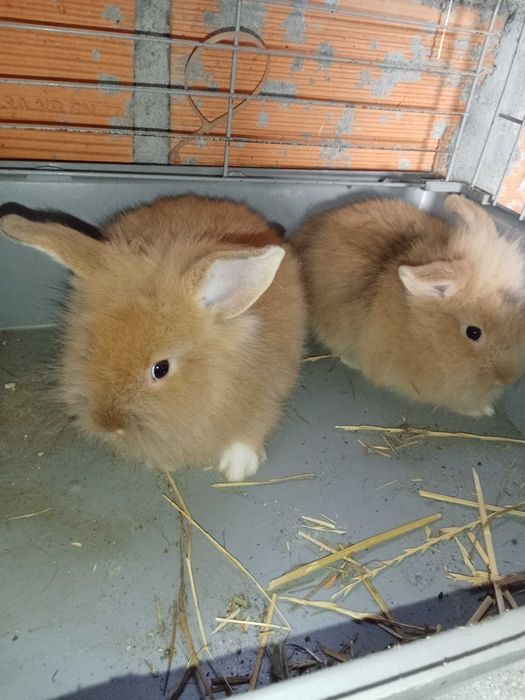 Coelhos  raça nini anões