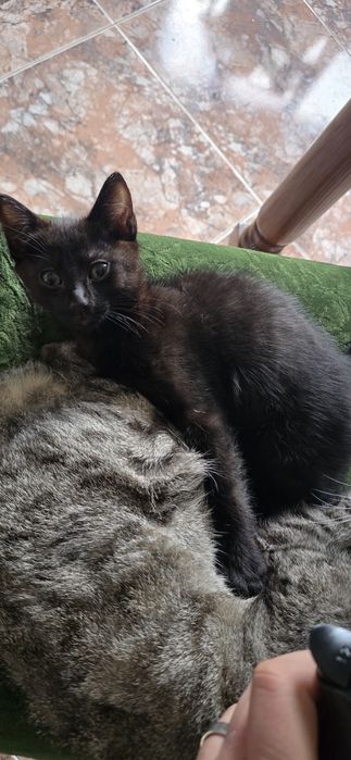 Dou para adocao responsável gato e gatinha