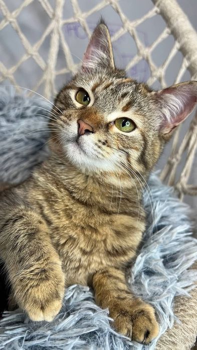 Отдам _ кошки_ котята _ тося