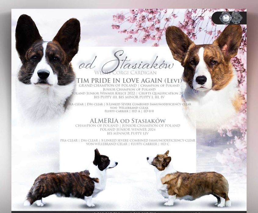 Welsh Corgi Cardigan szczenie