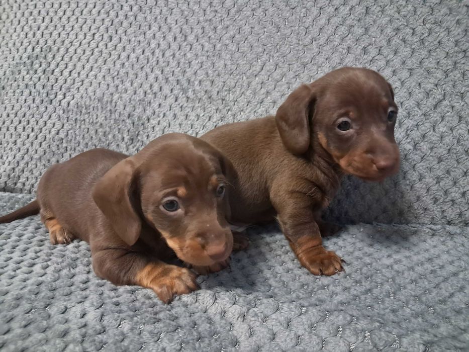 Jamniczki czekoladowe