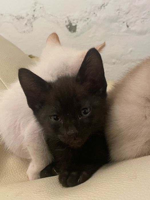 Gatinhos para adoção