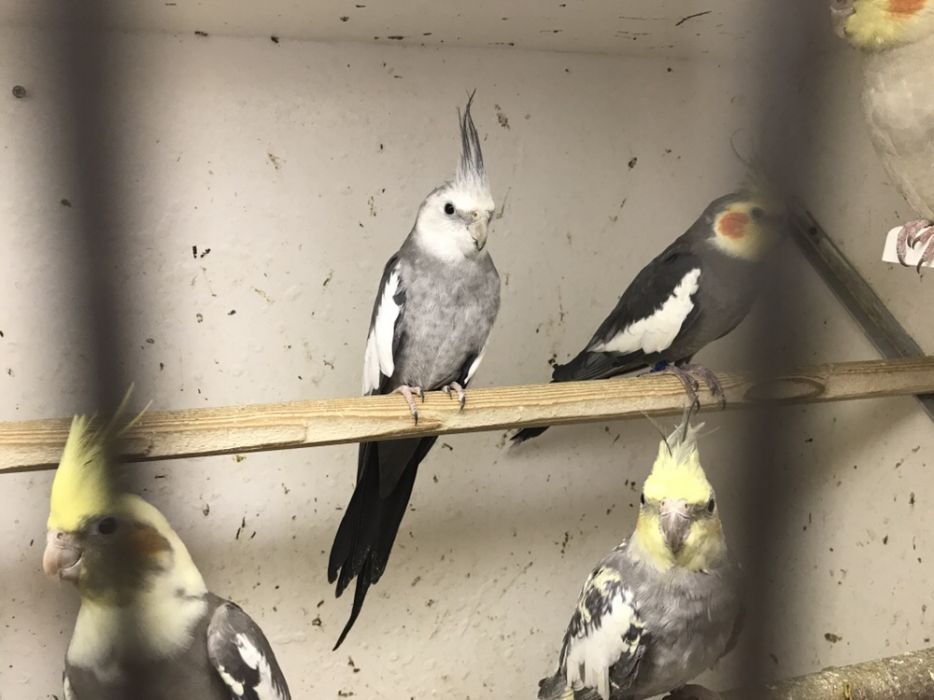 Papuga nimfa,Papuga nimfa