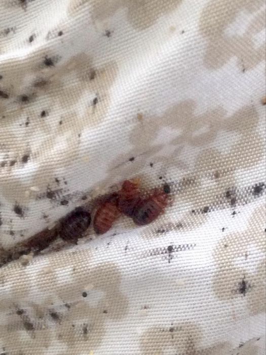 Desinfestação de Percevejos & Baratas em Lisboa & Margem Sul