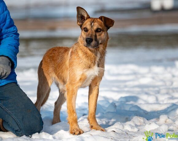 Nieśmiały piesek SAJMON szuka miłego domku!