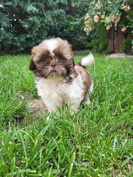 Szczeniak Shih-tzu suczka