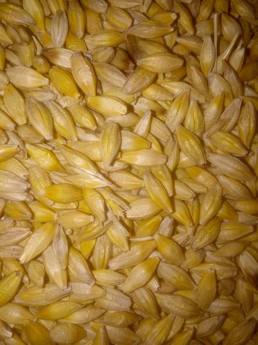 Jęczmień jary bardzo ładny