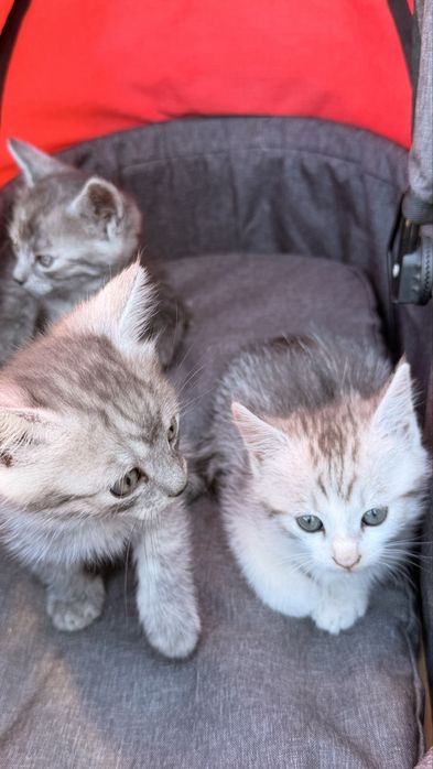 Відамо котиків у добрі руки