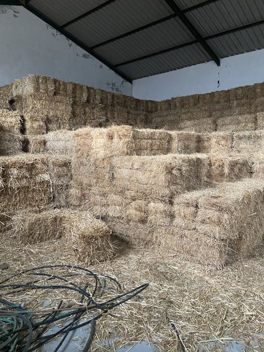 Feno Semeado Fardos Pequenos