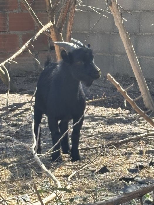 cabras e bode anãs