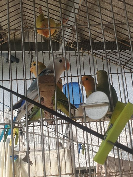 Agapornis roseicolis aguardar sexagem