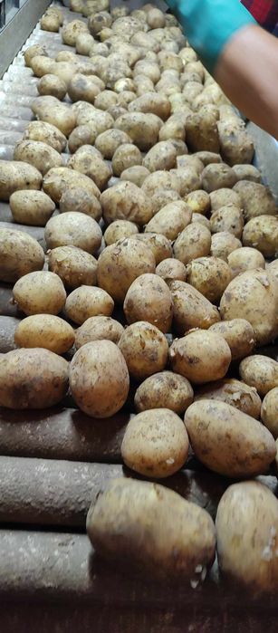 Ziemniak paszowy 0.15 zł/ kg