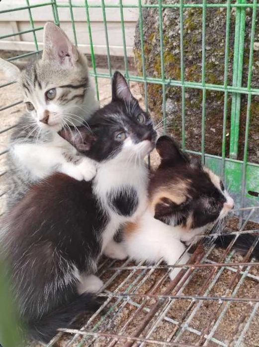 Gatinhos adoção responsavel gato gata