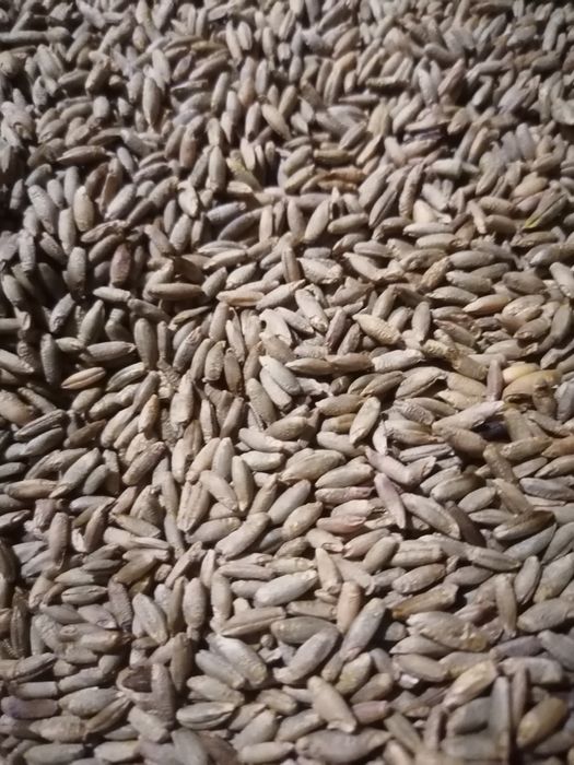 Żyto jare hybrydowe Allocator Nowość!