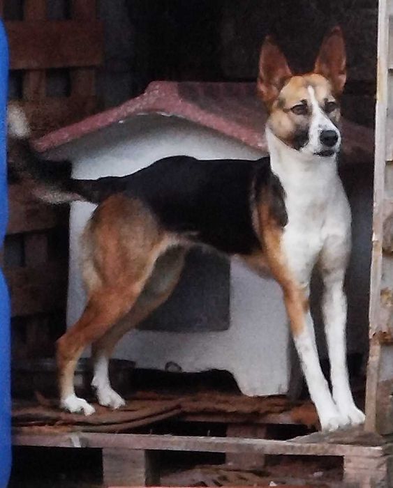 Cadela para adoção 2 aninhos