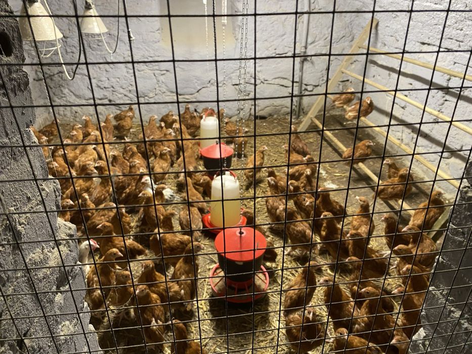 Sprzedam kurki nioski, Rosa