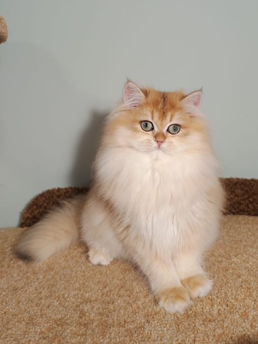 Британська золота шиншила довгошерста дівчинка