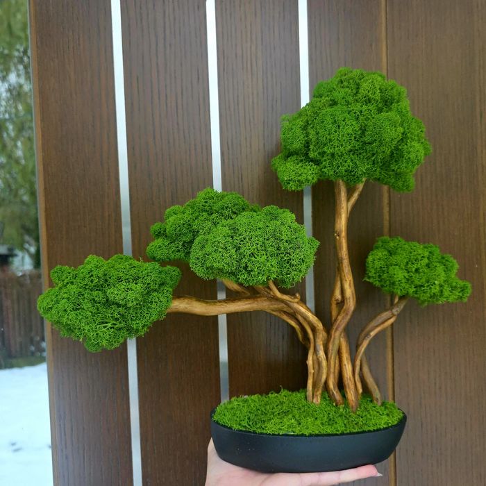 Drzewko bonsai. Mech Chrobotek. Prezent. Dekoracje wnętrz