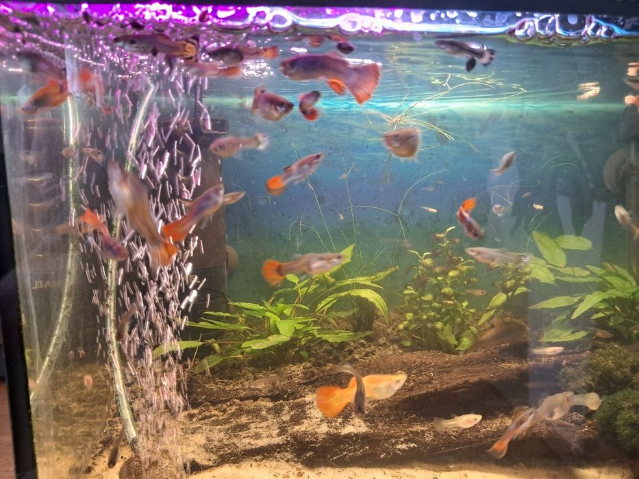 Rybka akwariowa gupik