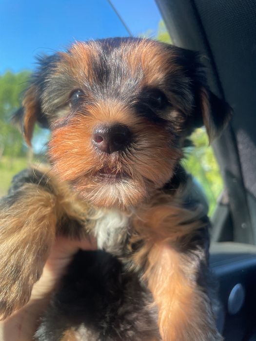 York yorkshire terrier suczka pies dwa szczepienia