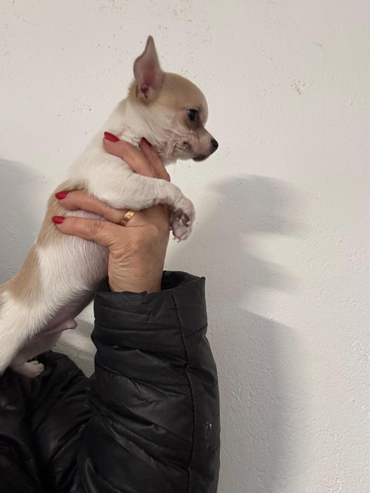 Chihuahua macho pelo curto