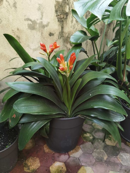 Clivia, Planta, Flor, jardim, decoração, beleza, natureza