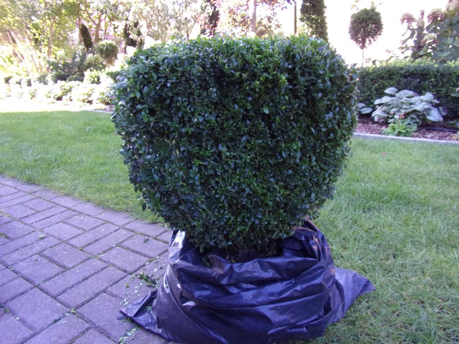 kula bukszpan duży 70x65cm odbiór Olsztyn gratisy