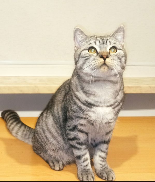 Kocur brytyjski z 5-cio pokoleniowym rodowodem.