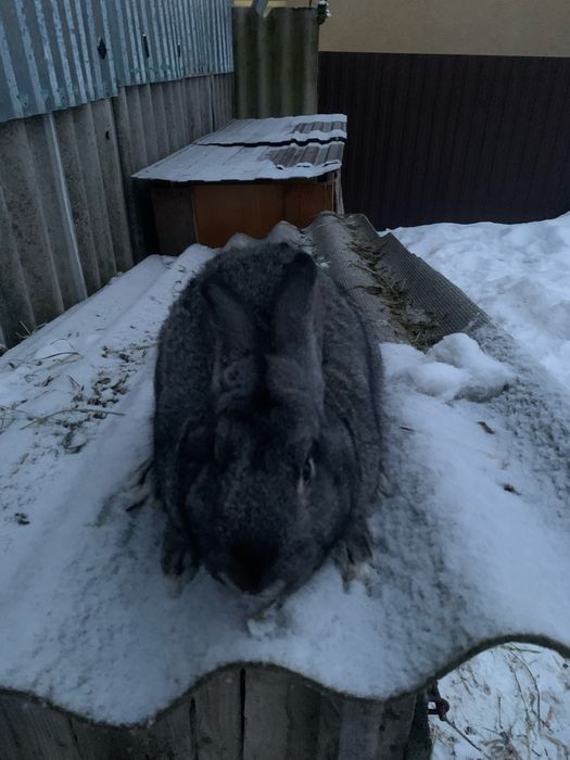 Кролі на продаж.