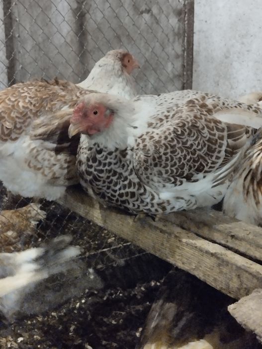 Корніш ювілейний інкубаційне яйце