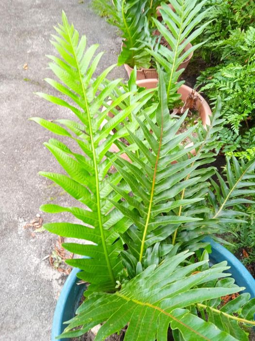 Vendo vasos com plantas bonitas para fazer arranjos