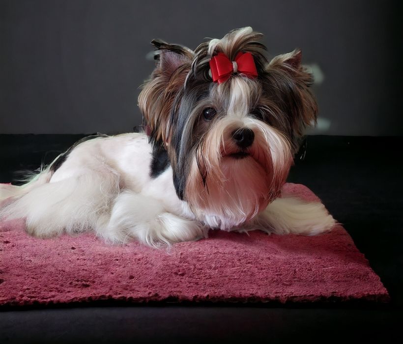 Девочка бивер йорк