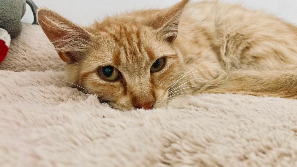 Gatinho bebé para adoção responsável