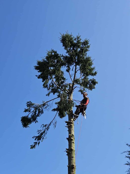 Wycinka drzew/zakładanie ogrodów/prace pielęgnacyjne