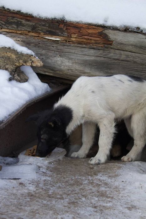 Заберіть цуциків в добрі руки