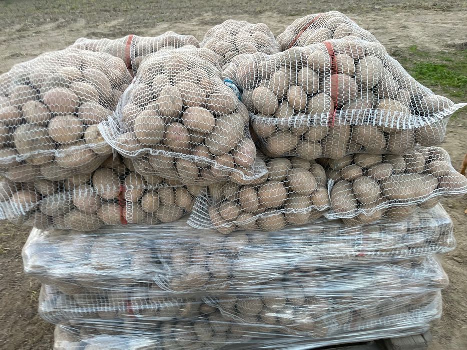 Ziemniaki Irga biała – prosto od producenta