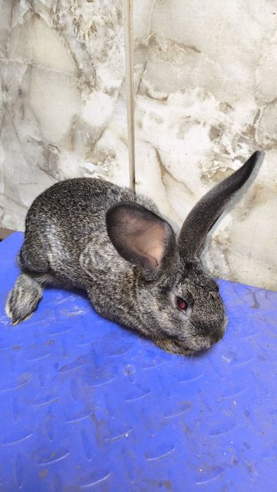 Продаю кролів 1,5 - 6 місяців  200 грн за кілограм