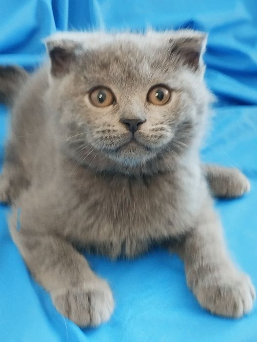 Шотландській скотіш фолд хлопчик
