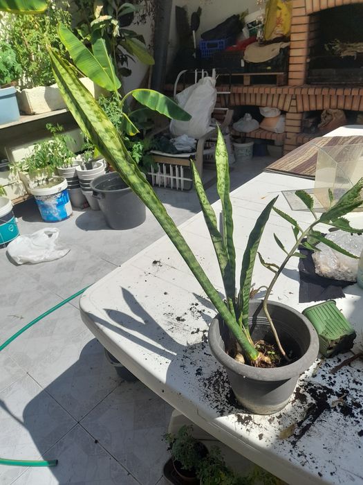 Mudas de espada de São Jorge já com raízes prontas a plantar.