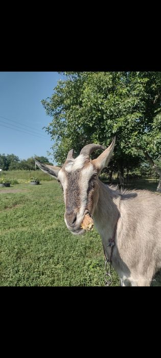 Продається коза з цапом.