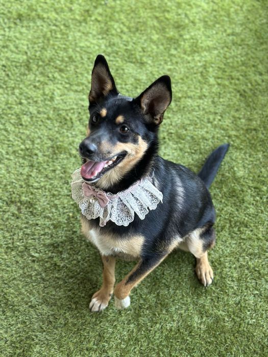 Собачка дівчинка стерилізована