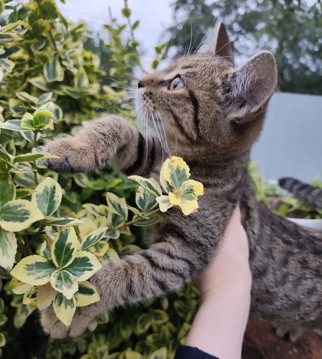 Кошеня Котеня хлопчик