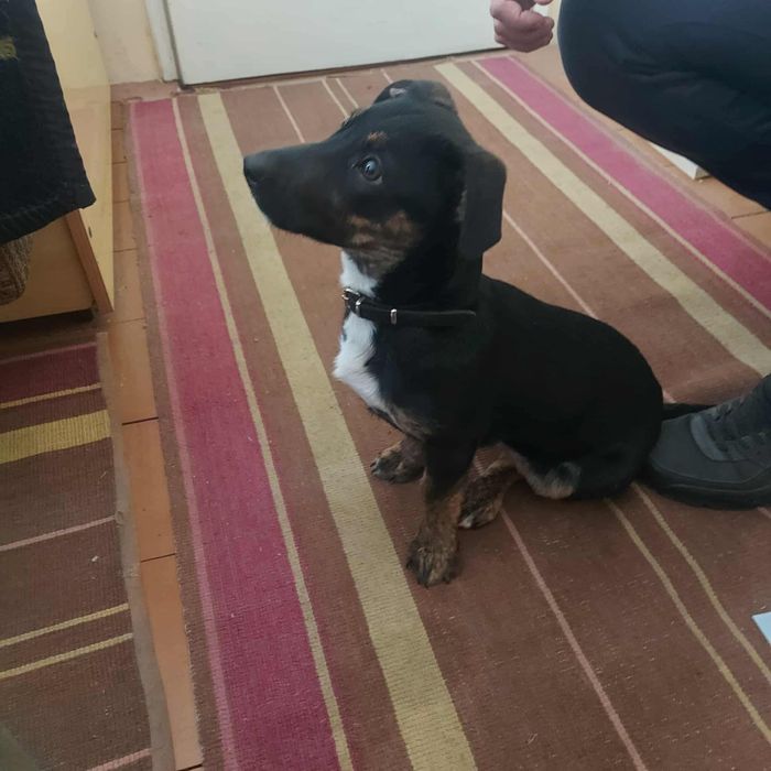 Szczeniak szuka domu